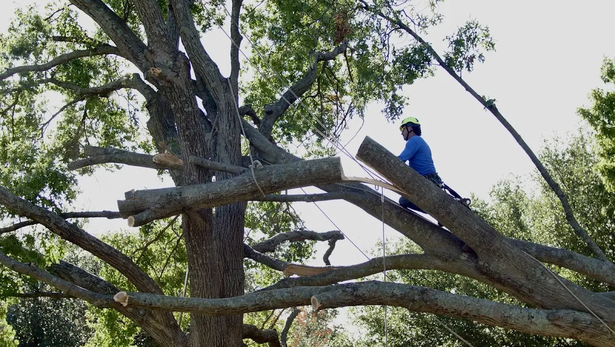 Professional Hazardous Tree Removal performed by certified arborists in Lahoma