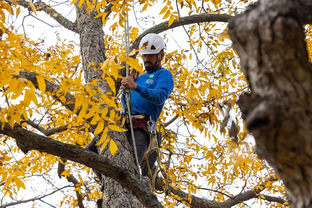 Skilled Emergency Tree Service crew working in Lahoma